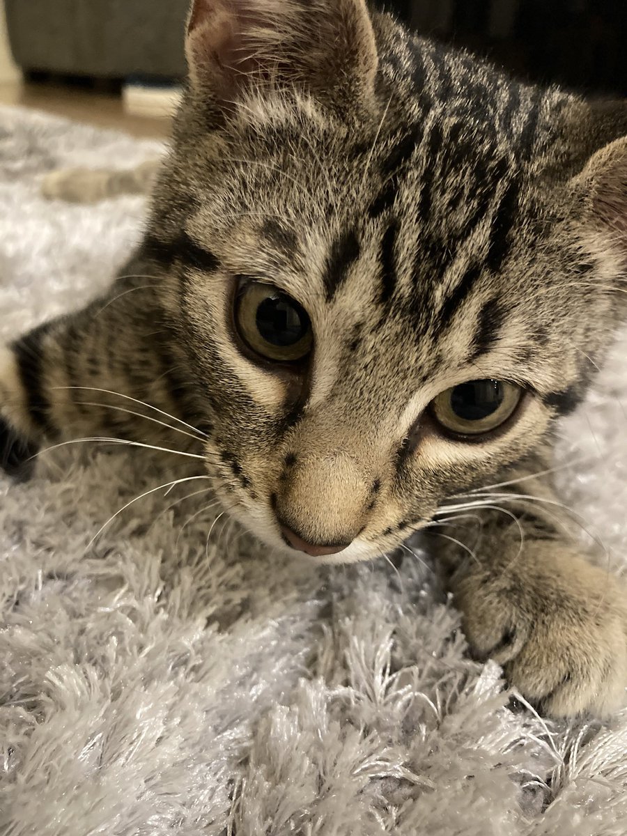 Dominobengal's tweet photo. @weskrantz I love purring too❤️ https://t.co/4oXsQcSIkG