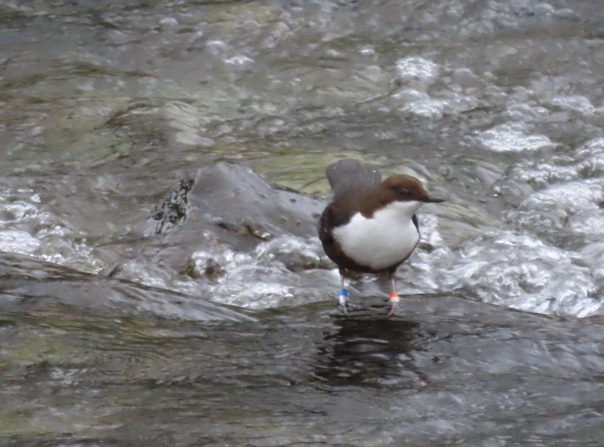 BaileyBirders's tweet photo. In the lakes again to complete the Wainwrights. Nice dipper to start today’s walk up Grey Crag and Tarn Crag. https://t.co/e5VvYUqFyG