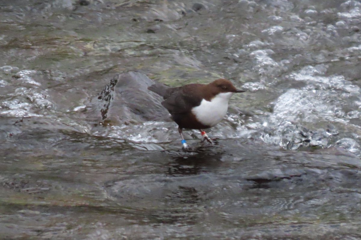 BaileyBirders's tweet photo. In the lakes again to complete the Wainwrights. Nice dipper to start today’s walk up Grey Crag and Tarn Crag. https://t.co/e5VvYUqFyG