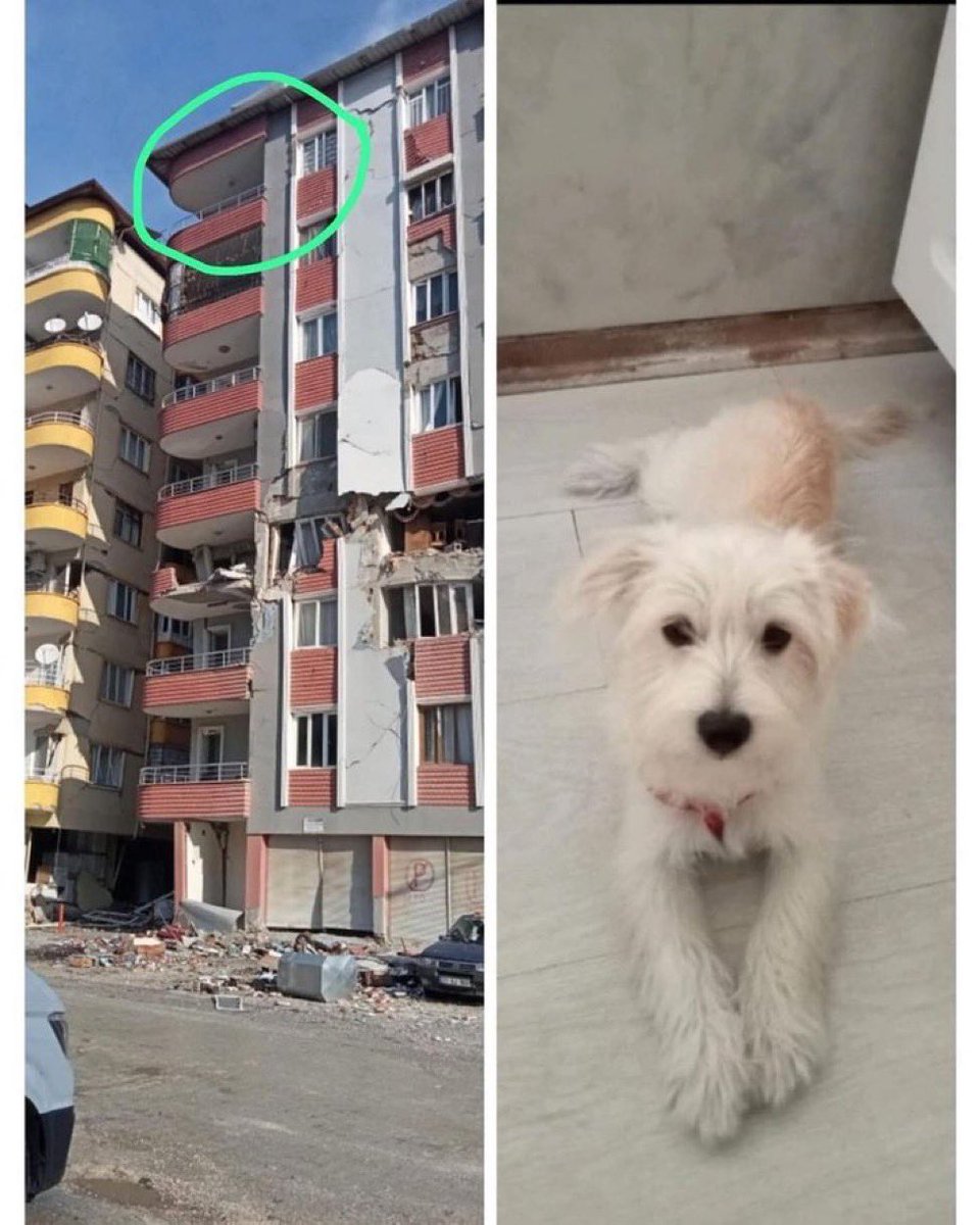 BİNADA MAHSUR #Hatay/Antakya odabaşı mahallesi uğur Mumcu caddesi sevgi sokak sevgi kent sitesi A blok kat 7 daire 13 adı poffy Saydan 8 aylık maltesse Trier adım Aylin Saydan iletişim numaram 05072335574