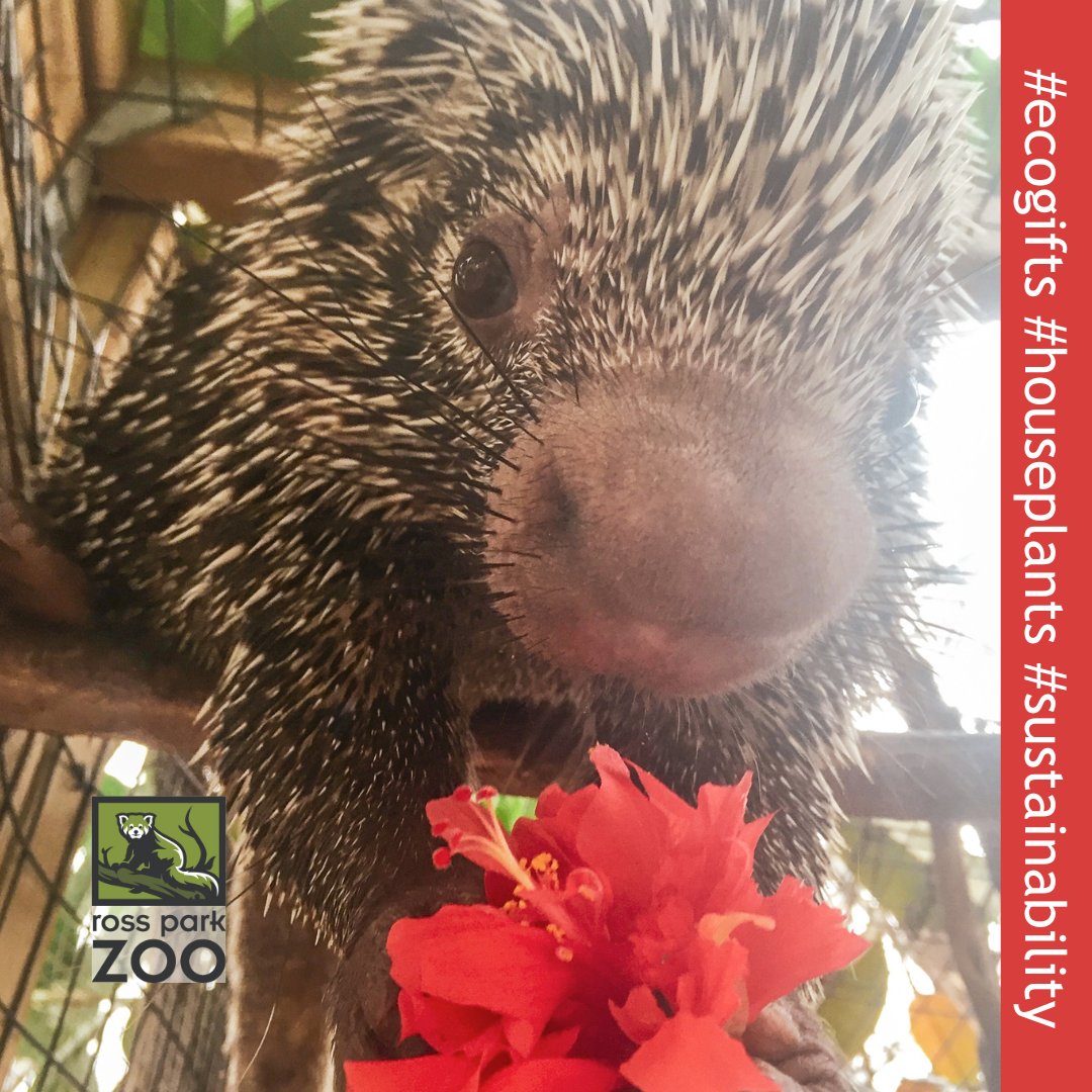 Zoey, our prehensile-tailed porcupine, likes hibiscus; we think your valentine will too! A houseplant is a long-lasting expression of love and can help with indoor air quality. Check out the houseplant sale today at Farmer Brown Marketplace! #ecogifts #houseplants #sustainability