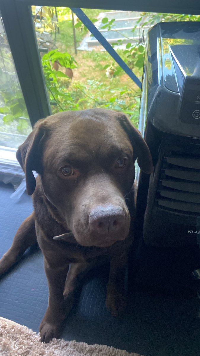 Niriisu's tweet photo. @ohnePixel My setup and some custom keyboards I own, also a picture of my dog. https://t.co/Bpo9nscSYr
