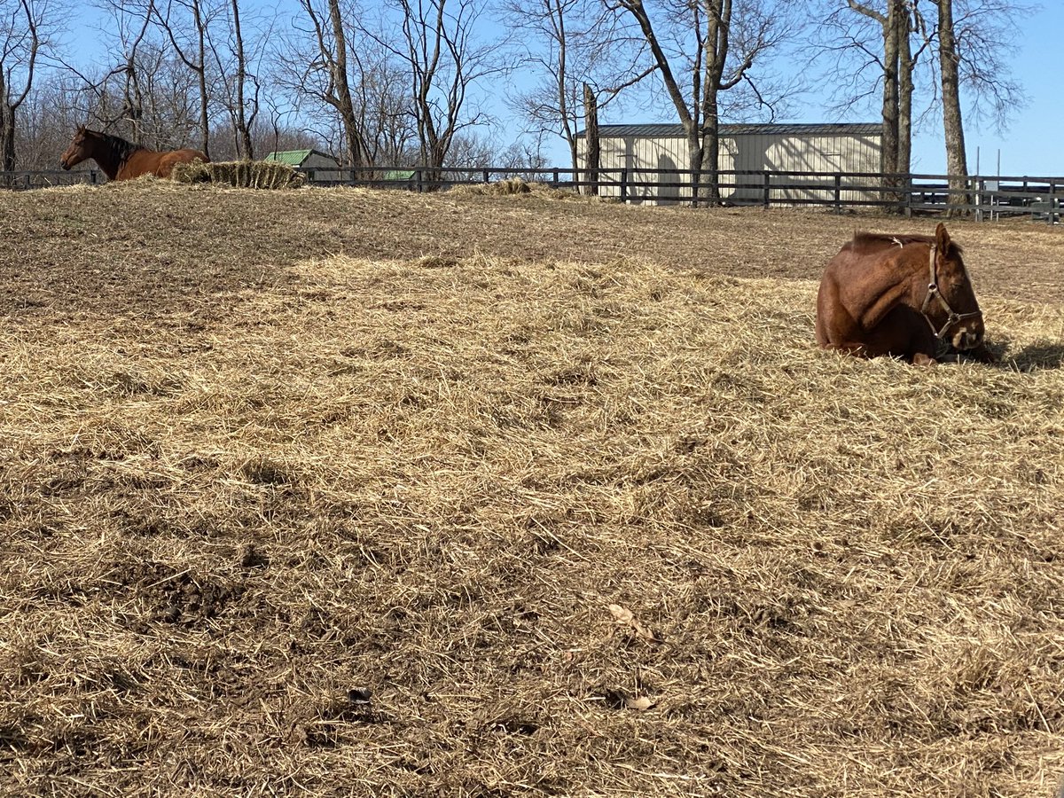 Amazombie and Rapid Redux having a Sunday afternoon nap <a href="/Oldfriendsfarm/">Old Friends</a>