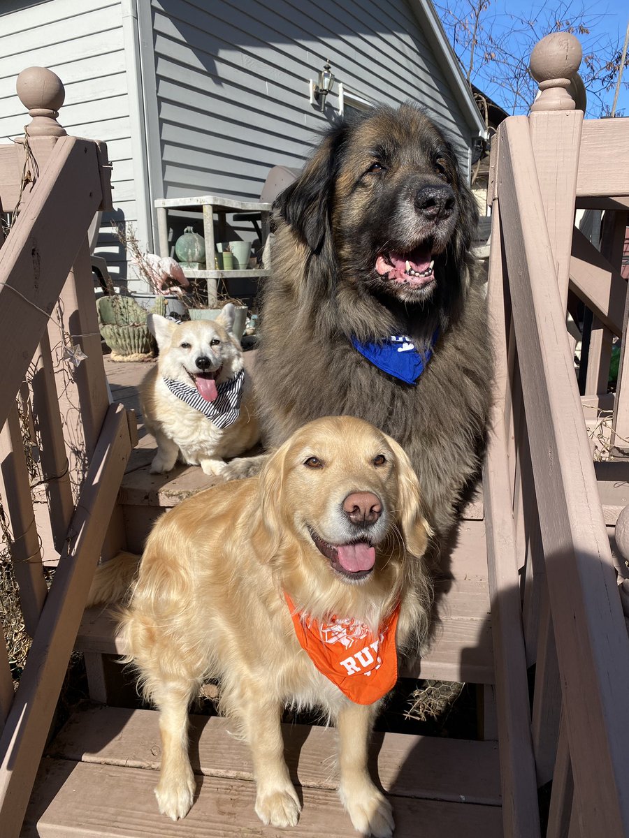 rinfeet's tweet photo. The pups are ready for the #PuppyBowl !! 
#teamruff #teamfluff #PuppyBowlXIX https://t.co/M0QKzdTAKj
