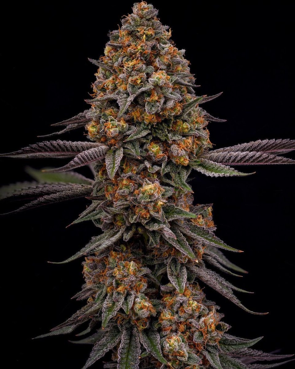 WeedGolD tweet media
