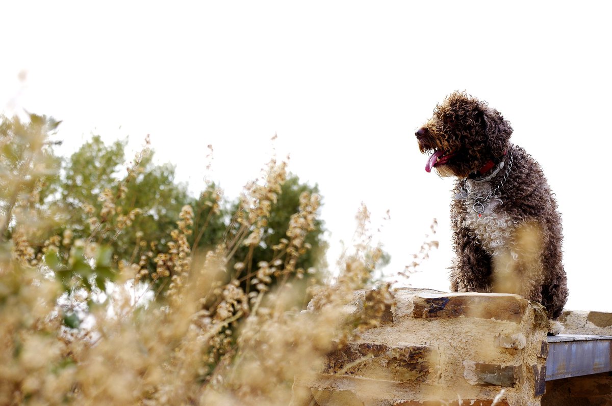 alayos61's tweet photo. Poses para una tarde fría.. 🐾🐕🙃
***
©Eloy
#spainwaterdog #pdae #losalayosdílar #pentaxk3II https://t.co/Lrtu1nh1xA