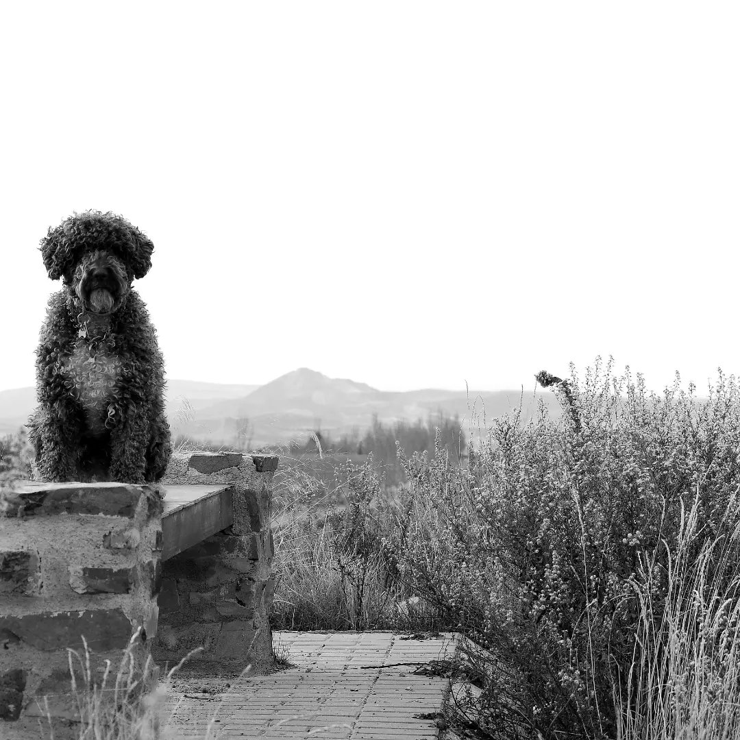 alayos61's tweet photo. Poses para una tarde fría.. 🐾🐕🙃
***
©Eloy
#spainwaterdog #pdae #losalayosdílar #pentaxk3II https://t.co/Lrtu1nh1xA