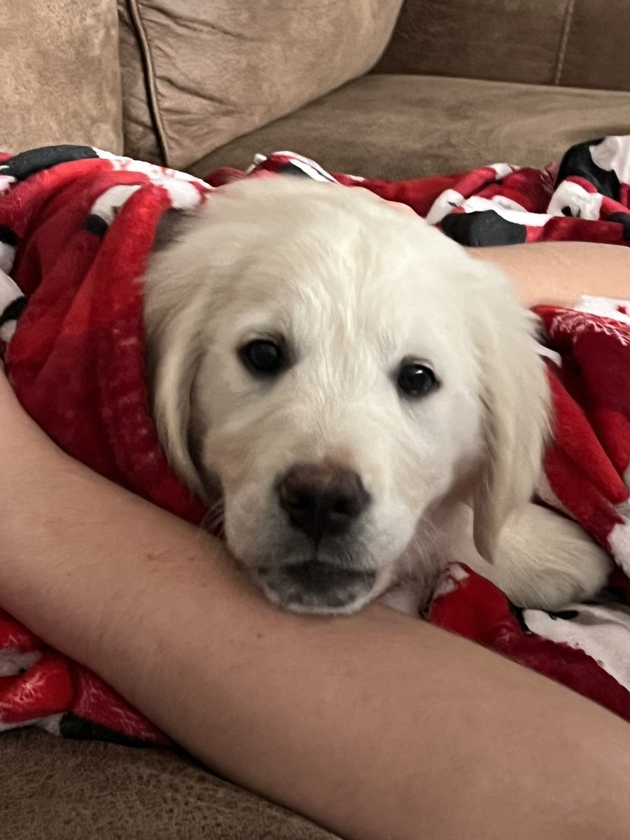 jcuhoopsvoice's tweet photo. Our newest addition to the family. Meet Pedro!!!! https://t.co/WvE5HZLcHL