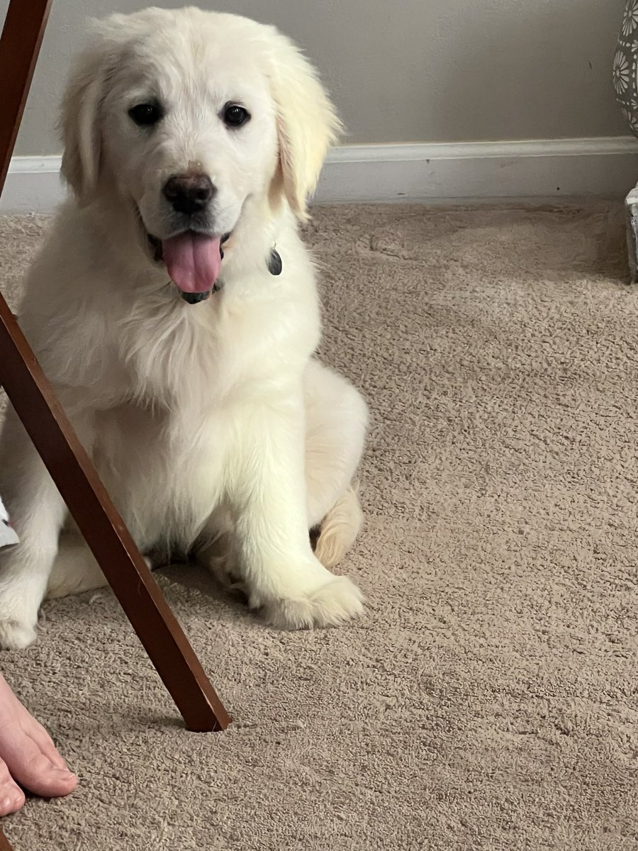 jcuhoopsvoice's tweet photo. Our newest addition to the family. Meet Pedro!!!! https://t.co/WvE5HZLcHL