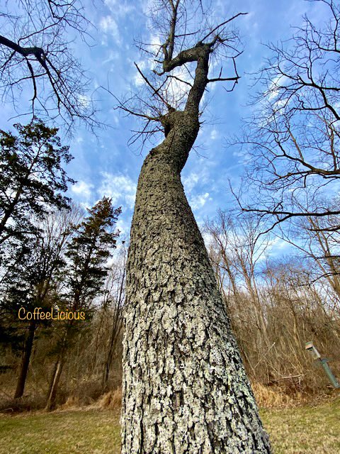 LiciousCoffee's tweet photo. πSaw this Beauty during my #Nature_Walk yesterday π³
How I create. Show me a curvy tree and Iβll showcase the best of its features in a photo shoot. Choosing 4 pics out of manyπ€·π½ββοΈ
#nature #NaturePhotography #NatureBeauty #NaturalBeauty #naturelovers #PhotographyIsArt #tree #Park https://t.co/6ZNjOxNLJy