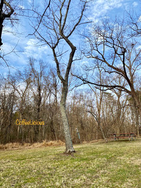 LiciousCoffee's tweet photo. πSaw this Beauty during my #Nature_Walk yesterday π³
How I create. Show me a curvy tree and Iβll showcase the best of its features in a photo shoot. Choosing 4 pics out of manyπ€·π½ββοΈ
#nature #NaturePhotography #NatureBeauty #NaturalBeauty #naturelovers #PhotographyIsArt #tree #Park https://t.co/6ZNjOxNLJy