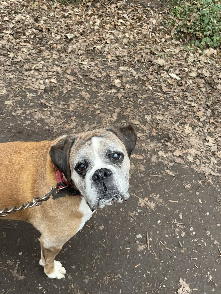 Wynyard walkway with the boys and these two today. Lovely walk to blow the cobwebs away 🍃
