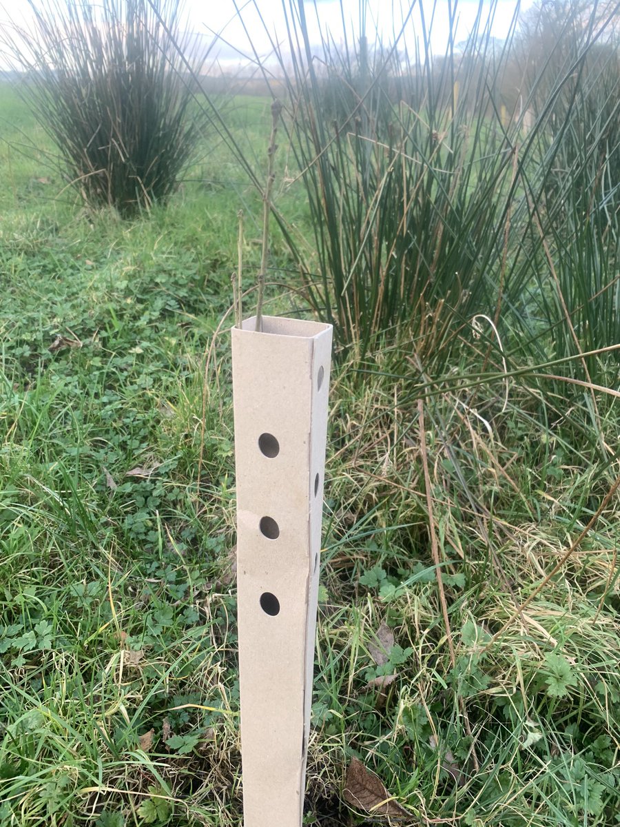 Another field corner fenced off making it ideal for some native tree planting 💪🏻 #farmlandbiodiversity