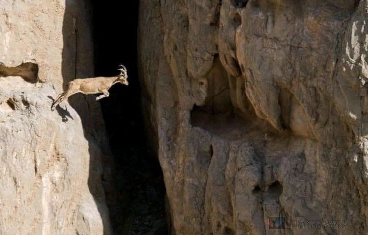 I love…His eyes are focused on only one thing: his final destination. She's already seen herself on the other side and she doesn't have to ask anyone else if she's right or not. 
  The goat has been at the end since before the jump, her consciousness has already confirmed it.