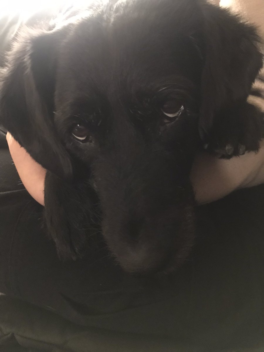 Sophie20623030's tweet photo. Sunday cuddles…

#Labradoodles 
#diabeticdogs 
#dogsoftwitter https://t.co/j3VTLzVXsY