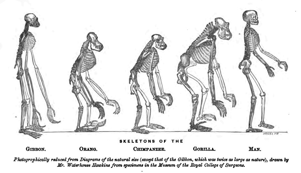 “Hurrah the monkey book has come!” Charles Darwin wrote to his friend Thomas Huxley #OnThisDay in 1863, on receiving his new book: Man's Place in Nature. In the text, Huxley addressed human origins, "the question of questions for mankind, a problem that underlies all others."