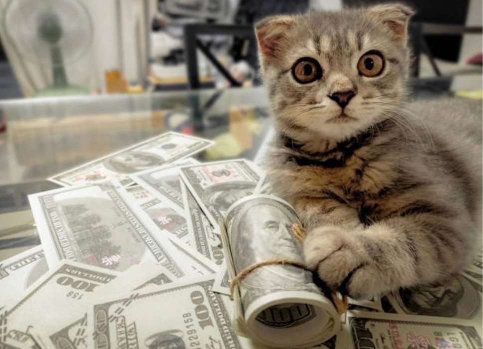 catecoin's tweet image. If you want to be rich, keep #Cate.
#Cate The Astronaut-"Life is better with a cat."
#web3 #play2earn #memecoin #GameFi #nfts #BSCGems #launchpad #wallet