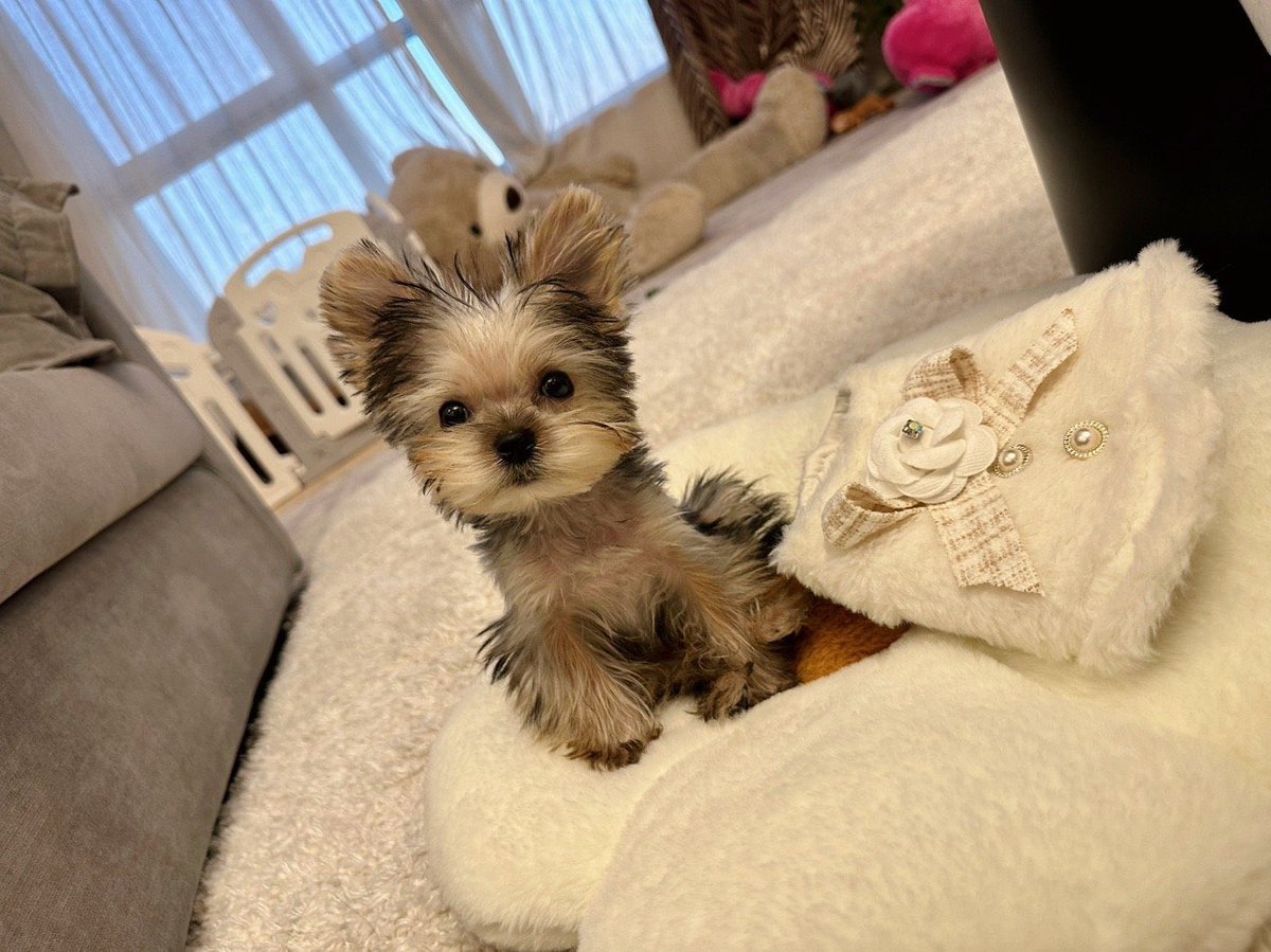 xuIiu's tweet photo. moki 😭😭❤️ https://t.co/nVaJilX0MS