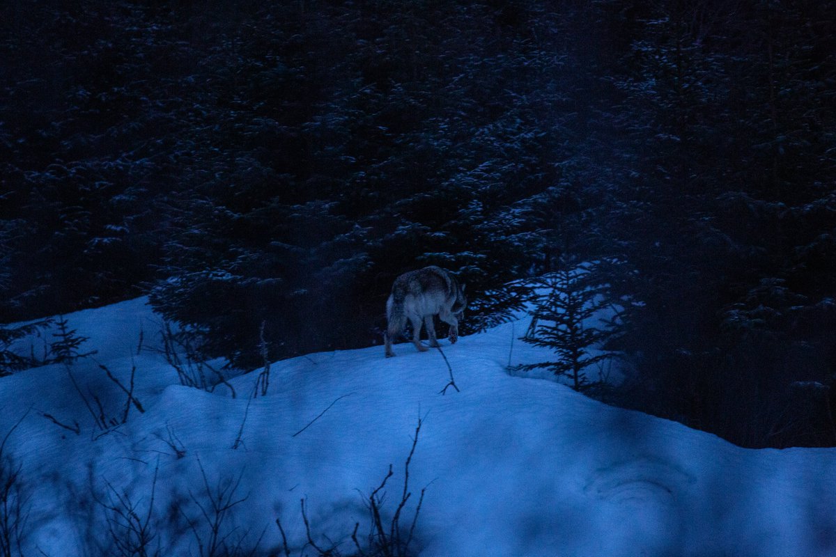 Charbs_officiel's tweet photo. THREAD : Le loup solitaire  ( Partie 1)

Un long hurlement perce le silence noir. Je bondis du lit.  Il est là. Nouveau silence, puis un second hurlement. J’attrape mon appareil et mon enregistreur au passage.  Une fois, dehors, tout est plus net, limpide. https://t.co/oXTPUA3ZC5
