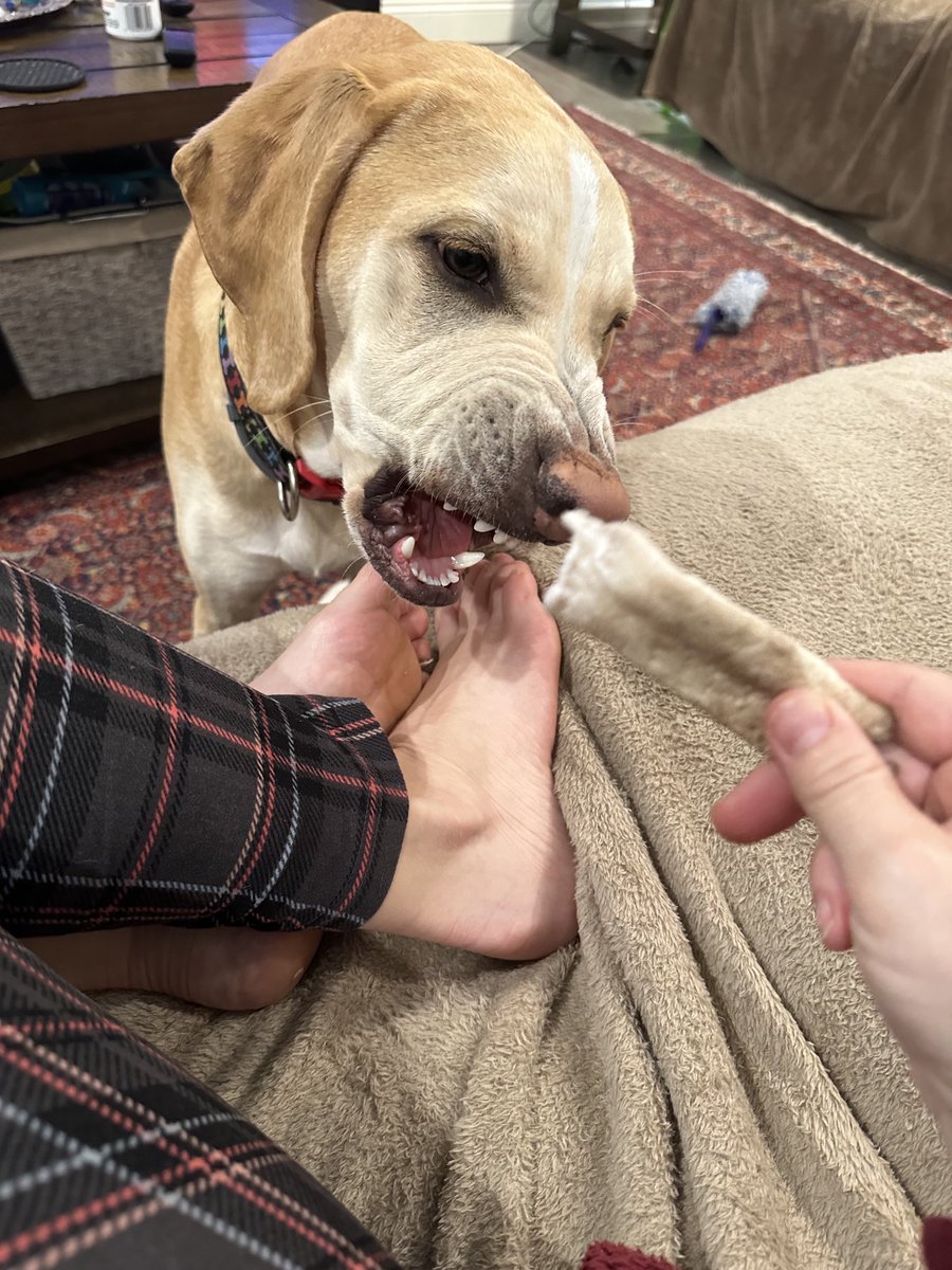 BrownieTurd's tweet photo. She’s playing with her chew. 🤣 #PlayTurd #ThrowIt #YouDroppedSomething #PennyTurd https://t.co/ZFm1ghcBeq