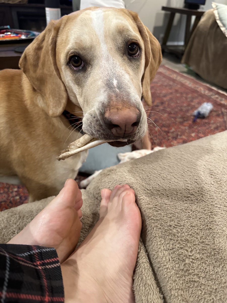 BrownieTurd's tweet photo. She’s playing with her chew. 🤣 #PlayTurd #ThrowIt #YouDroppedSomething #PennyTurd https://t.co/ZFm1ghcBeq