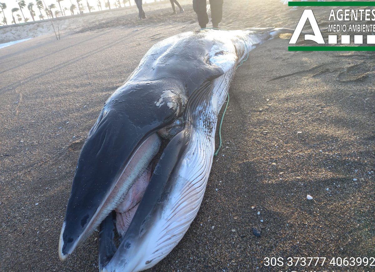 AAMM_And's tweet photo. Actuando en playa de #Málaga ante la aparición esta tarde de cadáver 🐳 #rorcual.
L@s #AAMM realizan las actuaciones previstas en el protocolo:
- Registro de datos
- Toma de datos biométricos
- Hacer📷
Todo aviso por varamiento o captura accidental 📲112 https://t.co/7gAX8o5noi