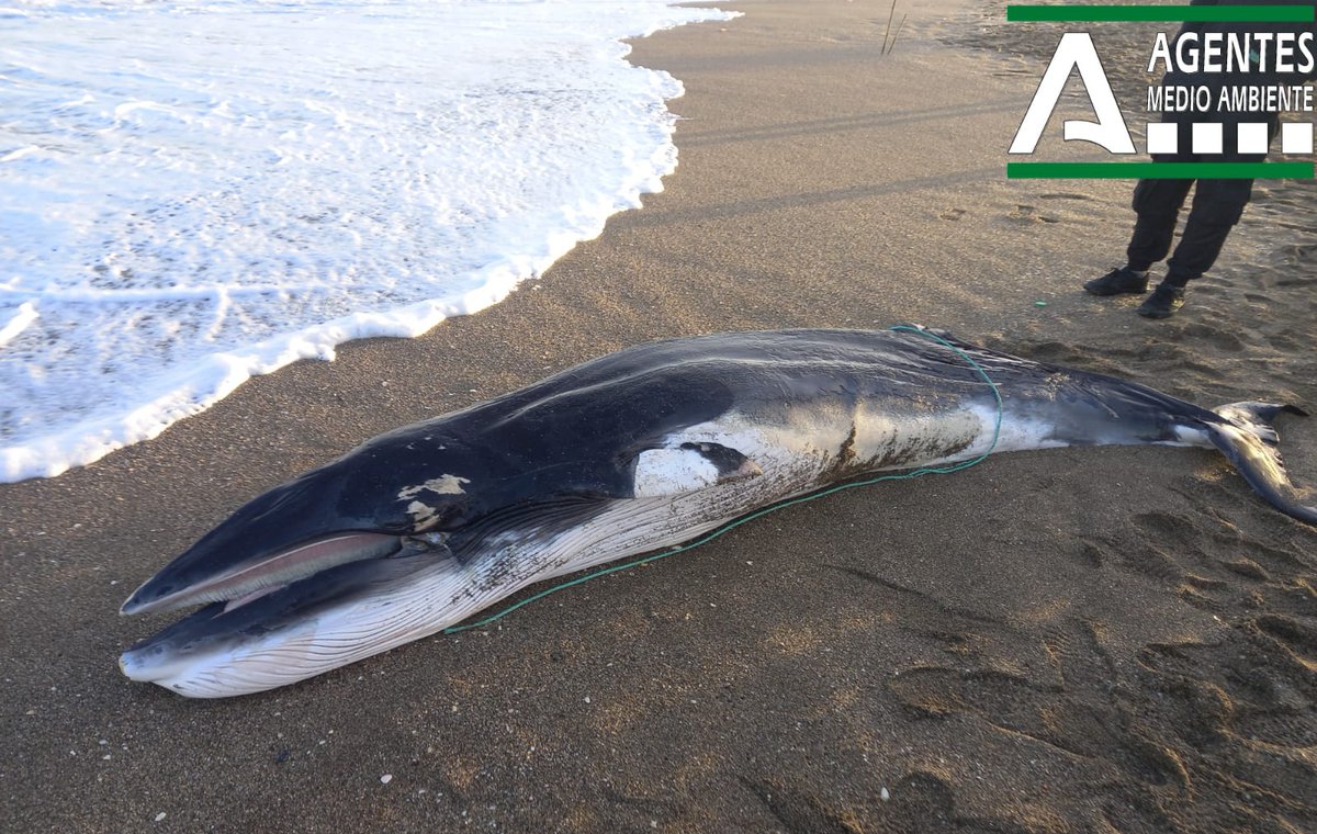 AAMM_And's tweet photo. Actuando en playa de #Málaga ante la aparición esta tarde de cadáver 🐳 #rorcual.
L@s #AAMM realizan las actuaciones previstas en el protocolo:
- Registro de datos
- Toma de datos biométricos
- Hacer📷
Todo aviso por varamiento o captura accidental 📲112 https://t.co/7gAX8o5noi