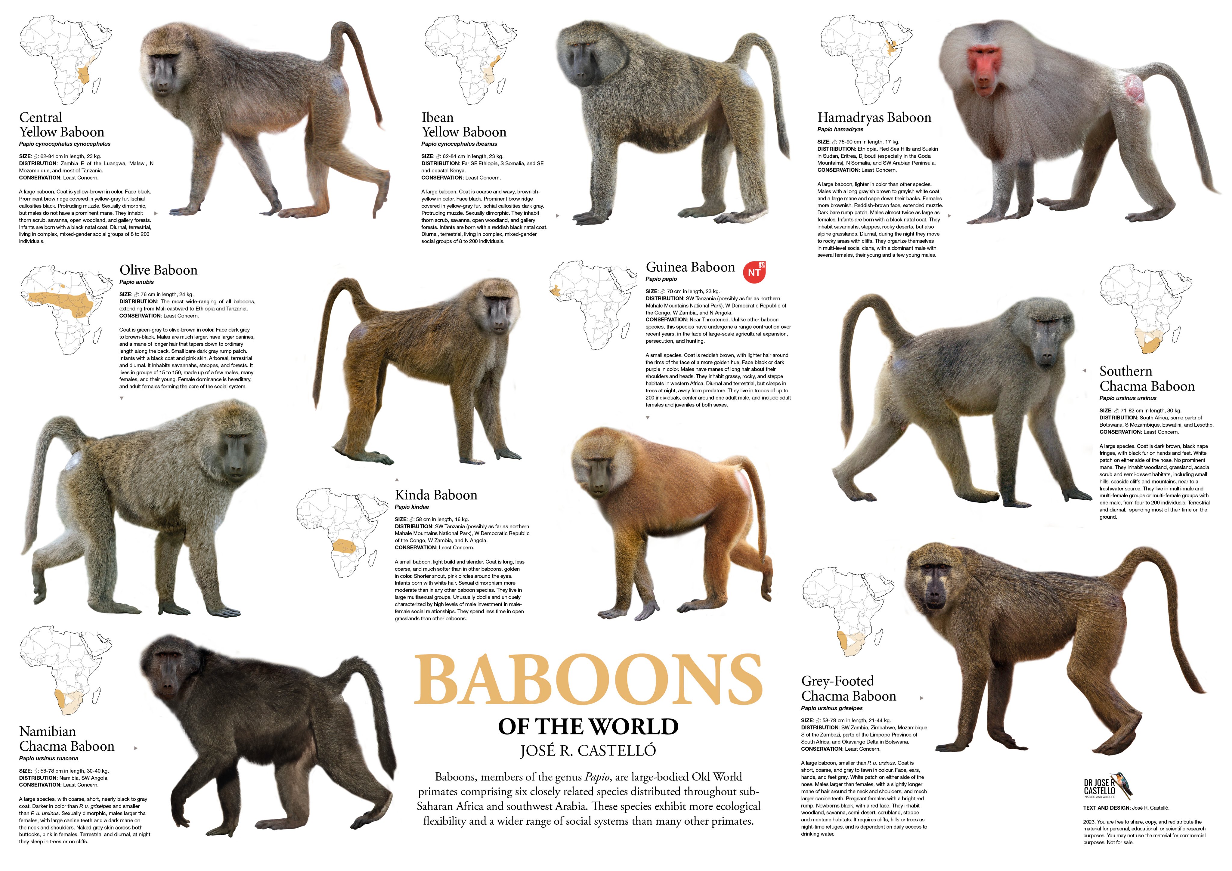 Dr. Jose R. Castello on X: "Baboons, members of the genus Papio, are  large-bodied Old World primates comprising six closely related species  distributed throughout sub-Saharan Africa and southwest Arabia. You may  download