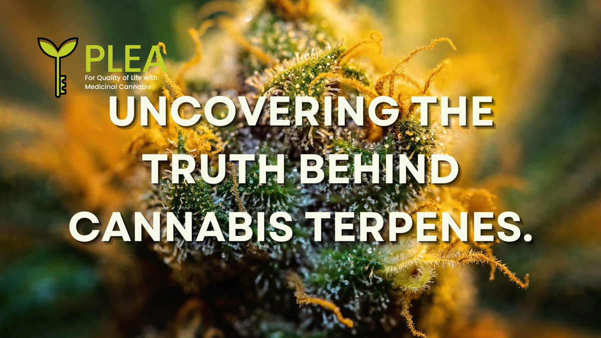 🔬 Debunking #cannabis myths: Study finds no evidence for 5 common terpenes- myrcene, α &amp; β-pinene, β-caryophyllene &amp; limonene facilitating "entourage effect." 🧪 Full study: frontiersin.org/articles/10.33… #CannabisScience💥