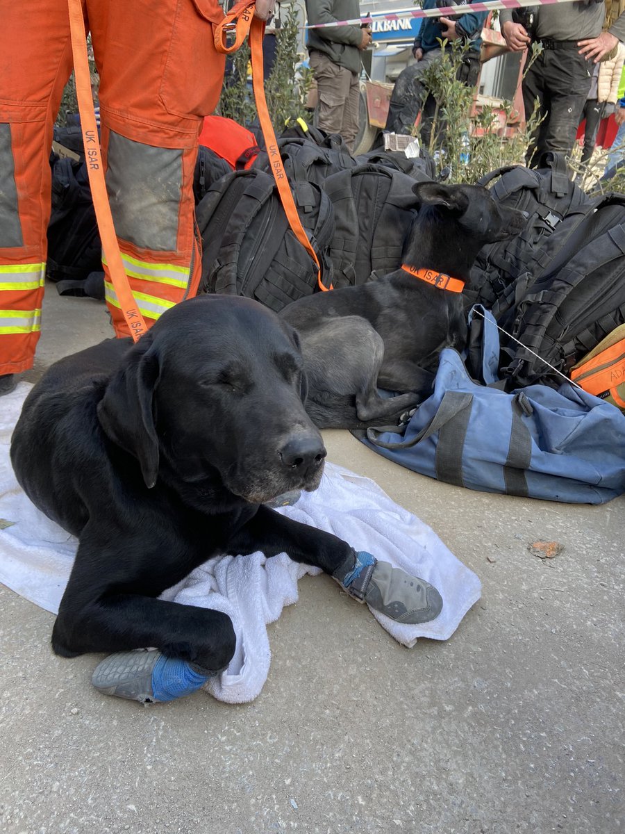 We couldn’t do our job in Türkiye without our search dogs. Meet Davey (with me), Colin (hiding under a bench), Sid (with his eyes closed)& Vespa (camouflaged in black bags) #TurkeySyriaEarthquake #TurkeyEarthquake #UKISAR #searchdogs #heroes #gooddogs ❤️