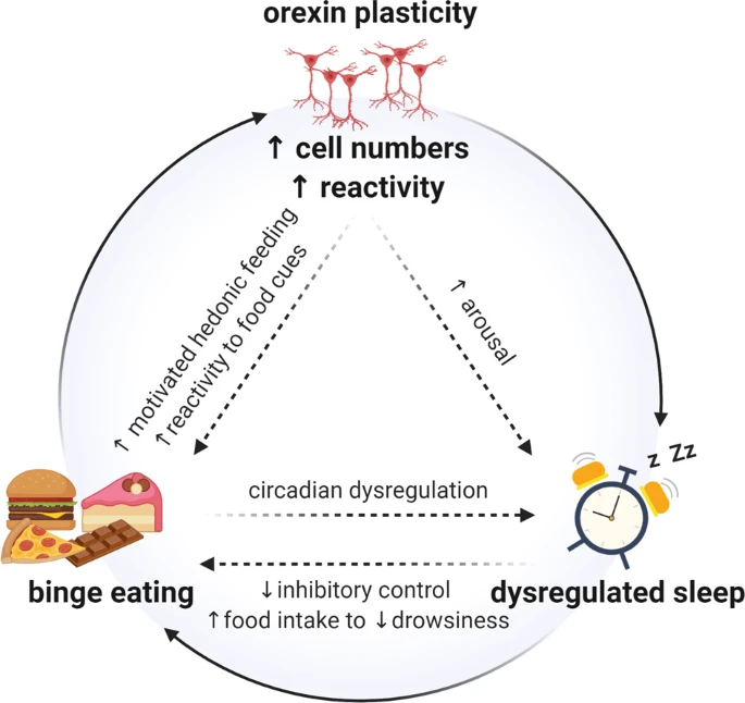 heniek_htw's tweet photo. #Sleep dysregulation in #bingeeating disorder and “food addiction”: the orexin (hypocretin) system as a potential neurobiological link

(2021) 👇
https://t.co/kSBOAXzpUY https://t.co/poKEA2JNmL