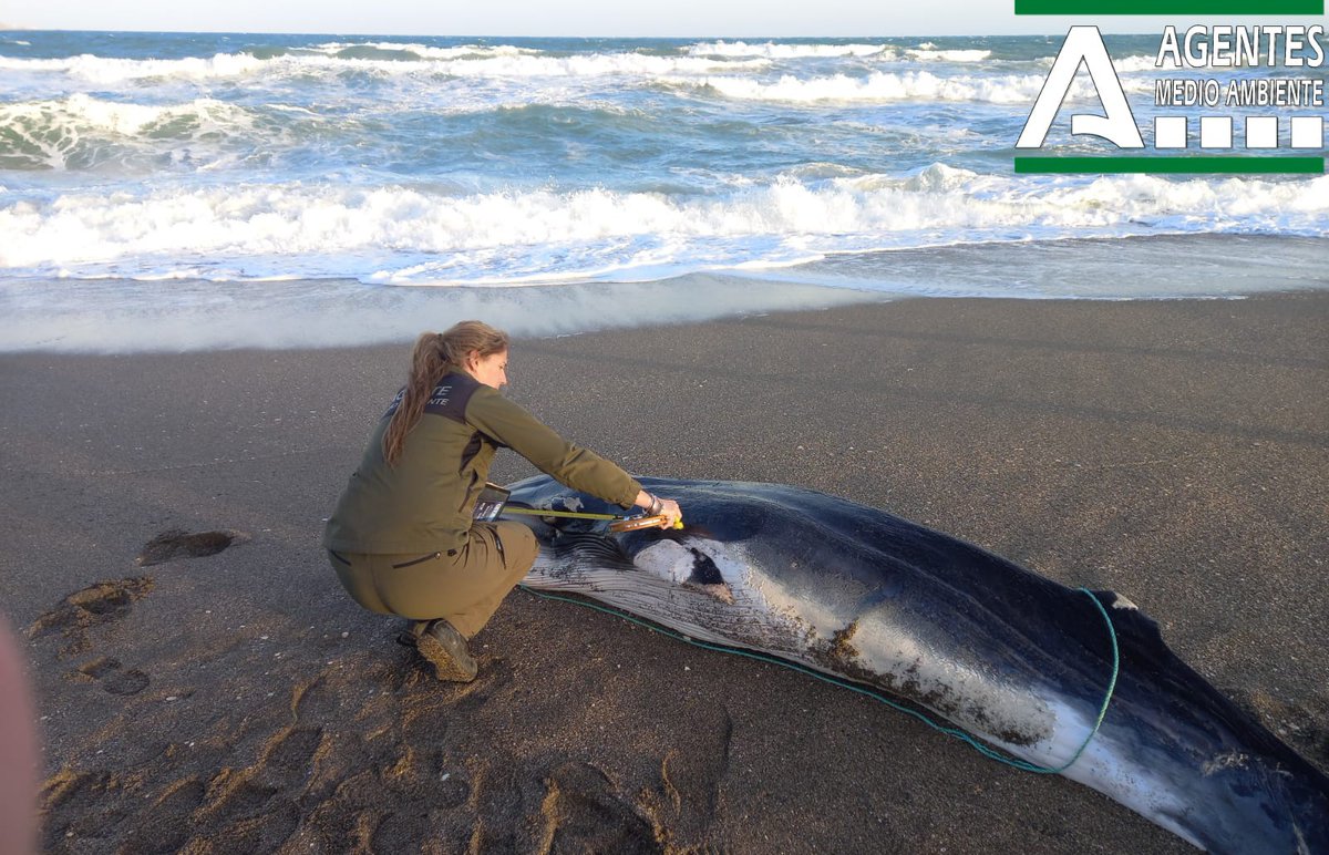 AAMM_And's tweet photo. Actuando en playa de #Málaga ante la aparición esta tarde de cadáver 🐳 #rorcual.
L@s #AAMM realizan las actuaciones previstas en el protocolo:
- Registro de datos
- Toma de datos biométricos
- Hacer📷
Todo aviso por varamiento o captura accidental 📲112 https://t.co/7gAX8o5noi