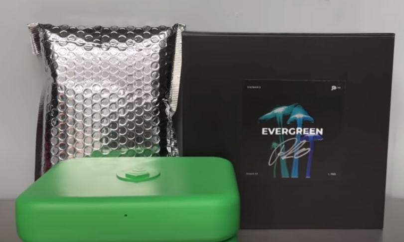 Evergreen🌲🌱 tweet media