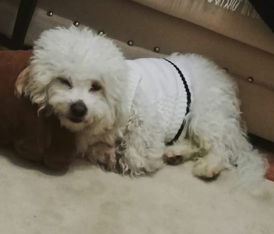 k.maraştan afad desteğyle antalyada bir otele yerleştirildk.hala depremin ve yaşadıklarımızn etkisini üzerimizdn atamadan bir şokta otel yönetimnden geldi.otelde köpek istemiyorlar.günde 3 defa köpeği göndern yada gidin uyarısı alıyoruz.antalyada 6kişilk kalabilecğmz bir yervarmı