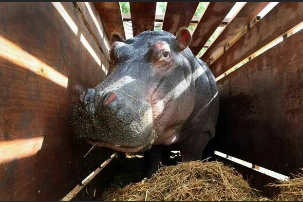 Hippo Crates tweet media