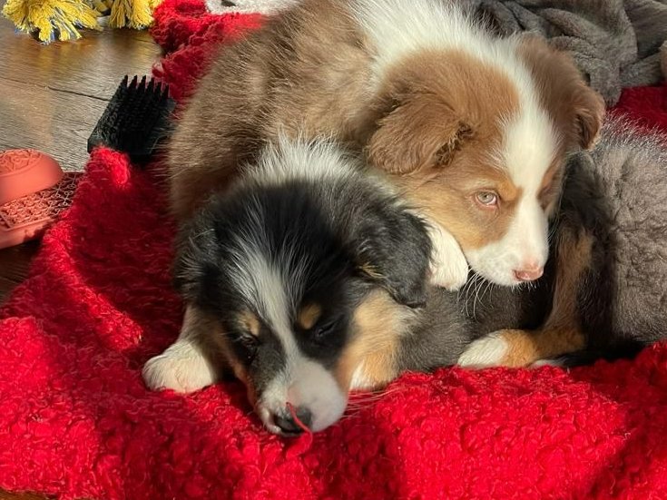 LahatLihi's tweet photo. Just adopted two pups inspired by @gemcarey! Excited for all the adventures and memories to come πΎπΆ #newdogs #puppylove. https://t.co/wkP6piPQNo