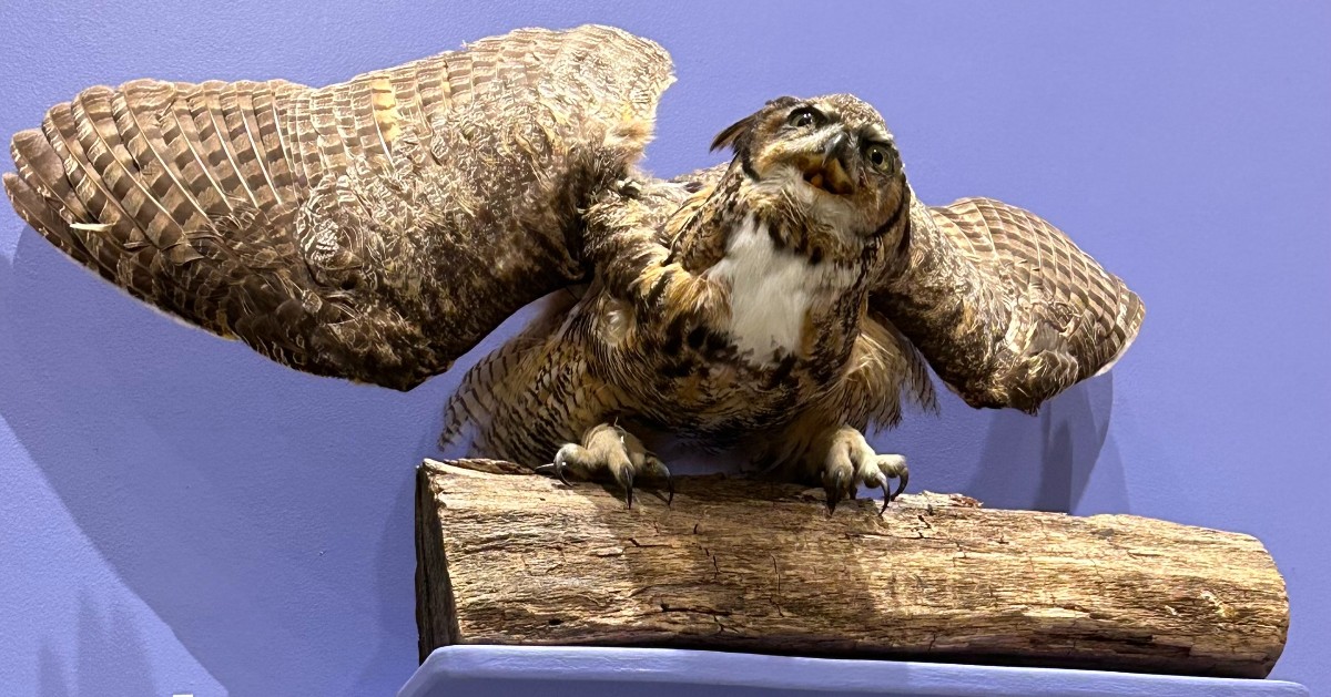 NJ State Museum on Twitter "It’s SuperbOwlDay! The Great Horned Owl
