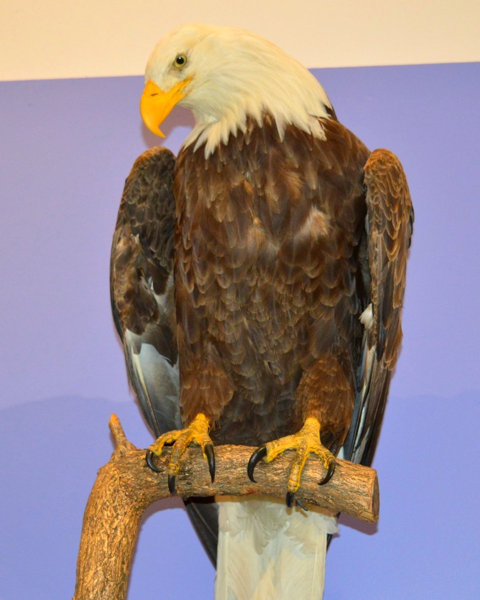 NJ State Museum on Twitter "It’s SuperbOwlDay! The Great Horned Owl