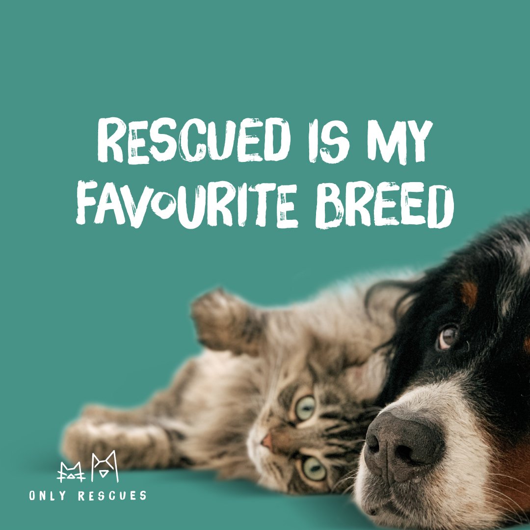 OnlyRescues's tweet photo. #AdoptDontShop #animalrescue #RescueDogs #rescuecat #dogsoftwitter #CatsOfTwitter https://t.co/XiBUsYrumV