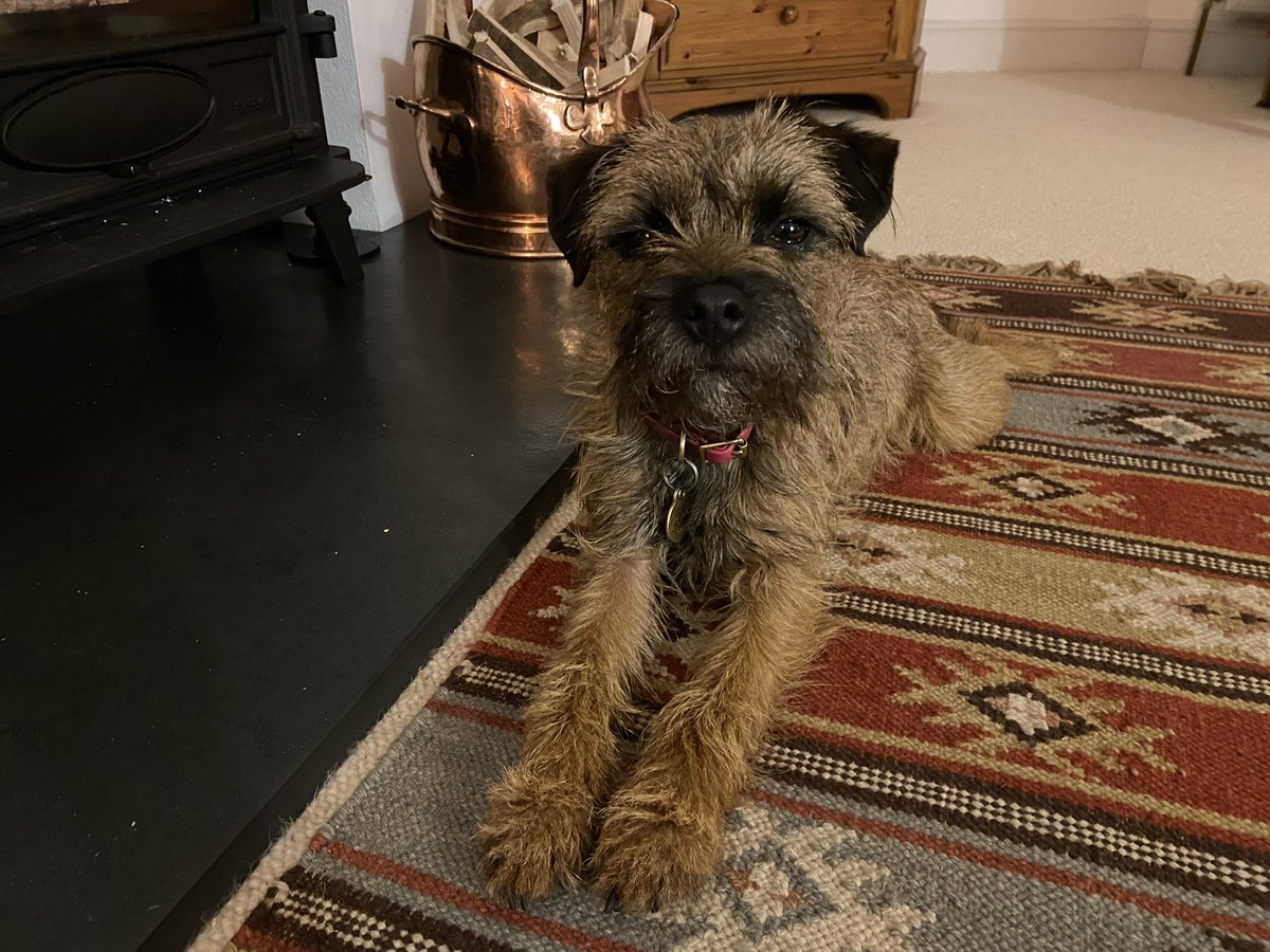 BearStockton's tweet image. Does this look like the face of a fur who could possibly be naughty? #innocent #misunderstood #wronged