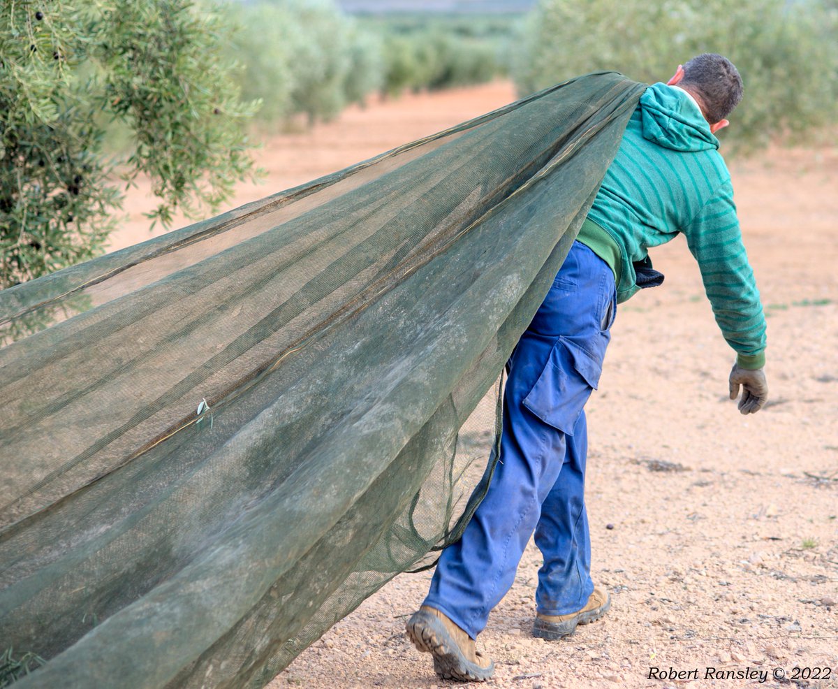 ranzelrob's tweet photo. Fotos que no se publicaron en el artículo "Lorenzo's (Olive) Oil"
Photos that weren't published in the below article: https://t.co/sc67x389Hs #photoessay  #photography #travel #freelance @mergimozdamar @mediterranemag  #travelphotography #freelancephotographer #storytelling https://t.co/XppNhwNfjW