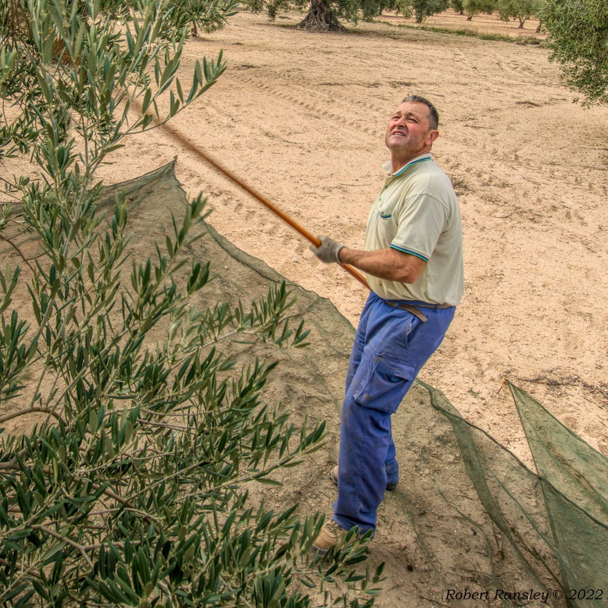 ranzelrob's tweet photo. Fotos que no se publicaron en el artículo "Lorenzo's (Olive) Oil"
Photos that weren't published in the below article: https://t.co/sc67x389Hs #photoessay  #photography #travel #freelance @mergimozdamar @mediterranemag  #travelphotography #freelancephotographer #storytelling https://t.co/XppNhwNfjW