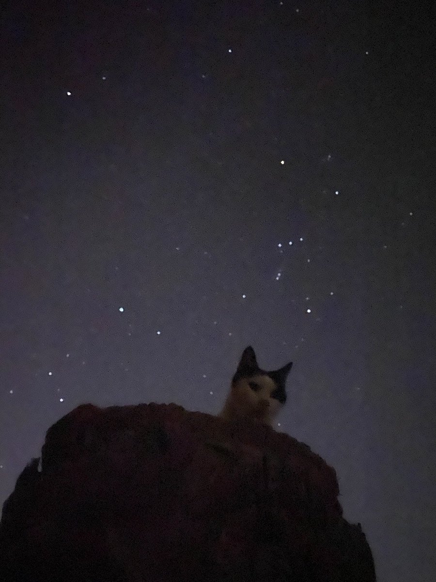 星に見守られる猫(パッチさん)と猫と星に見守られるはなももさん。

オリオン座の小三つ星までくっきりと見える美しい夜空。 