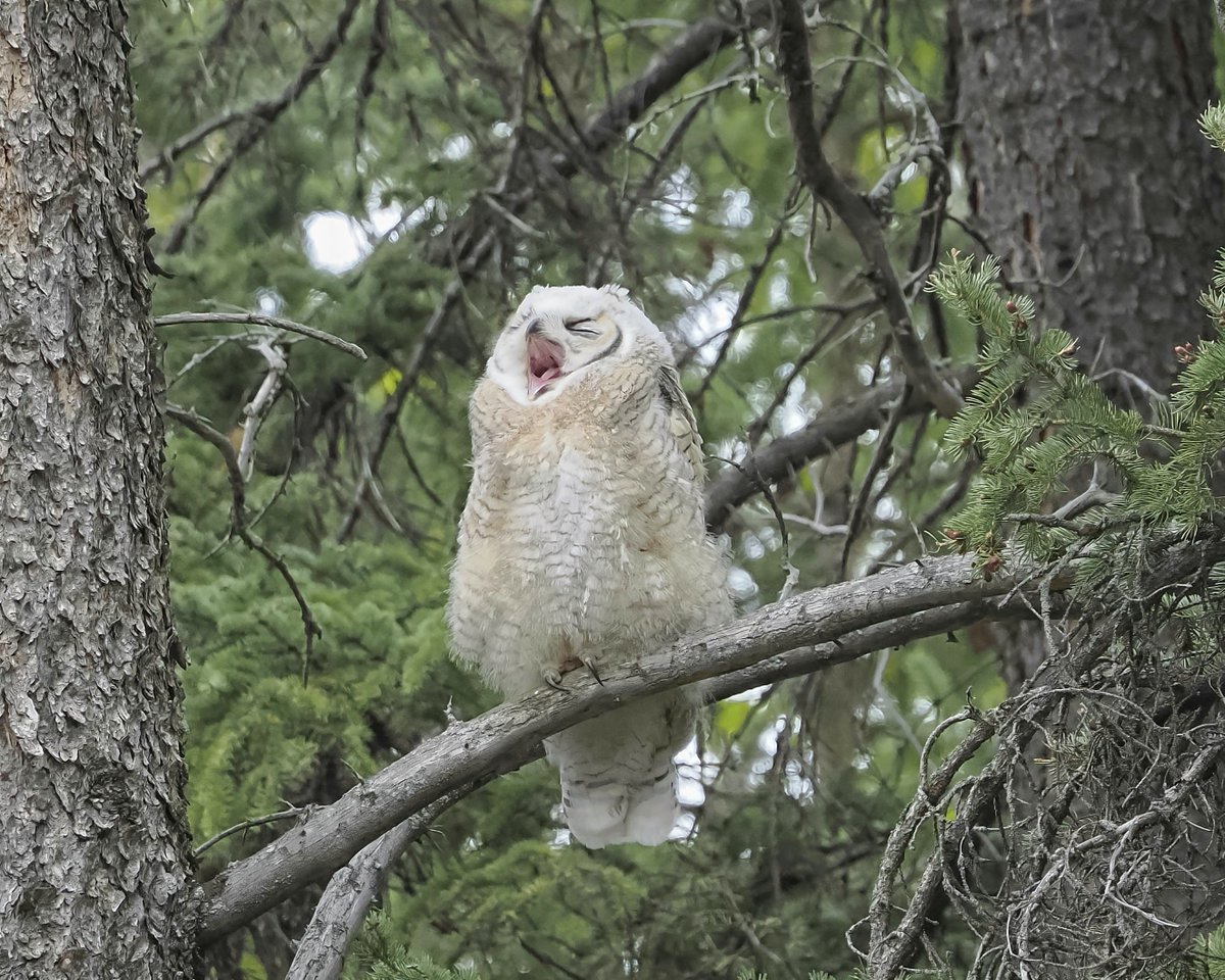 GeoKs's tweet photo. Happy Superb Owl Sunday! 
#SuperbOwl #Owl #YYC https://t.co/JruuqQ0F4Q