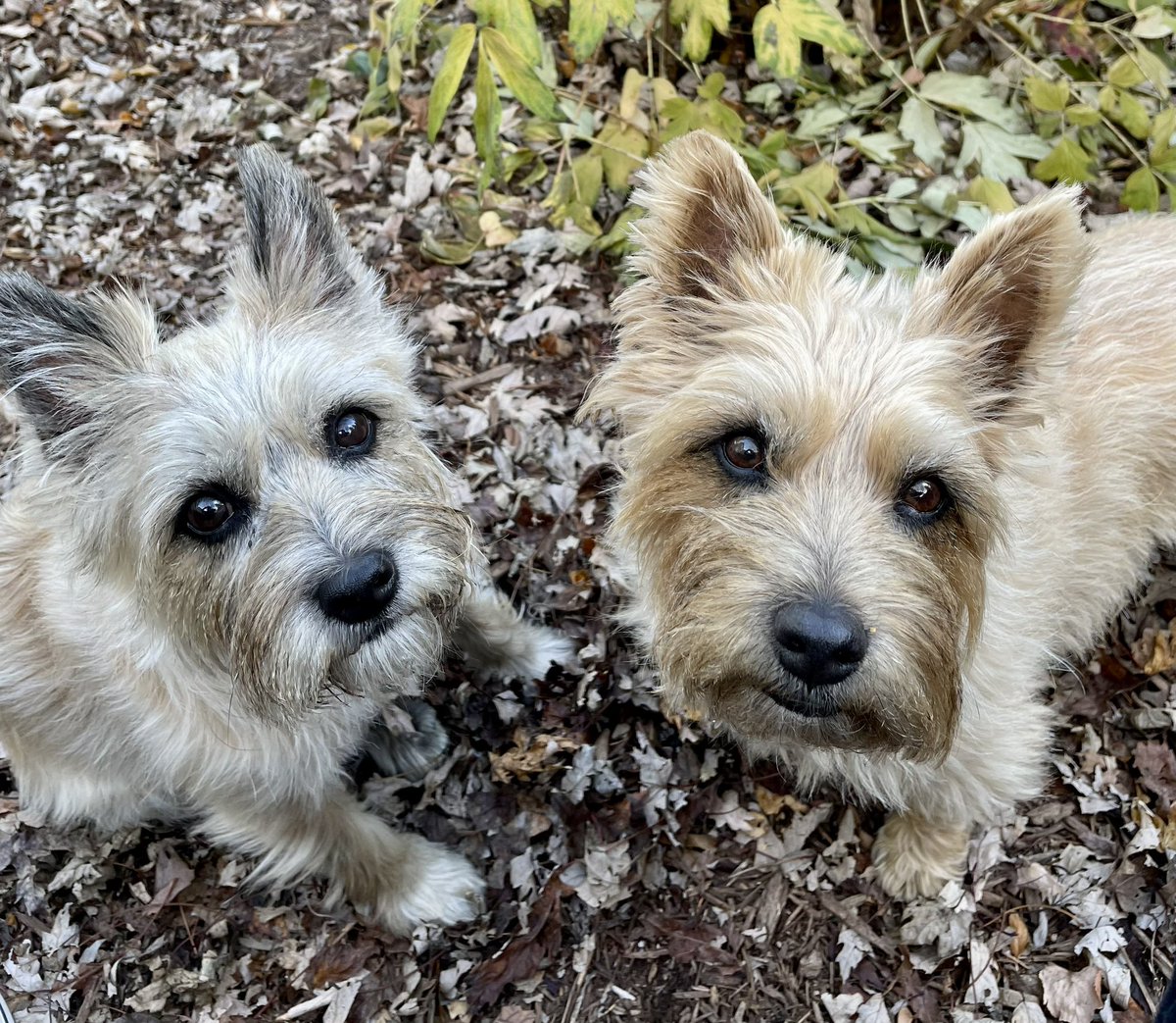 PJ Puppermum 🇨🇦 tweet media