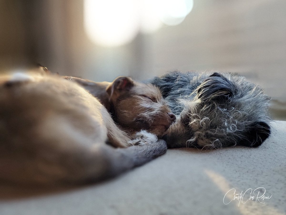 CrustyCrewRescu's tweet photo. Walter is getting in a much needed nap before heading off to his first meet &amp; greet today!
He loves hanging with his foster sibling Oakley who is also available for adoption. ❣️
To view dogs currently waiting for their own families, head to our website: https://t.co/5maHhBtY1K https://t.co/wjVMktDuzU