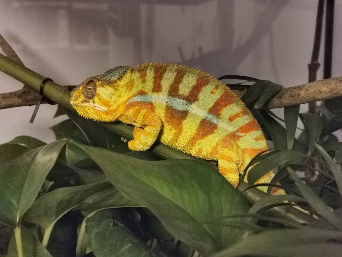 Shades of Walter the blind chameleon.  #chameleon #lizard