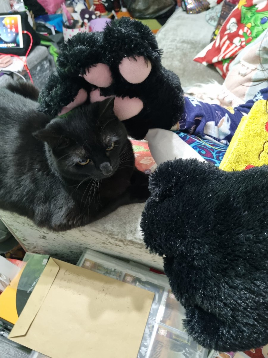 Shadowthecat22's tweet photo. The small one pawed me >:(
And Pikachu was a witness to this

#CatsOfTwitter https://t.co/gr2cwYpTmh