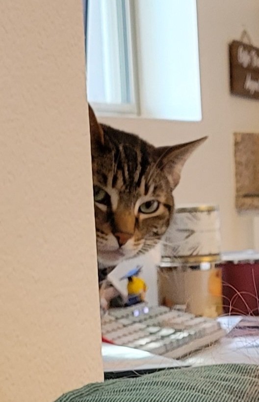 Leo Robles Haub tweet media