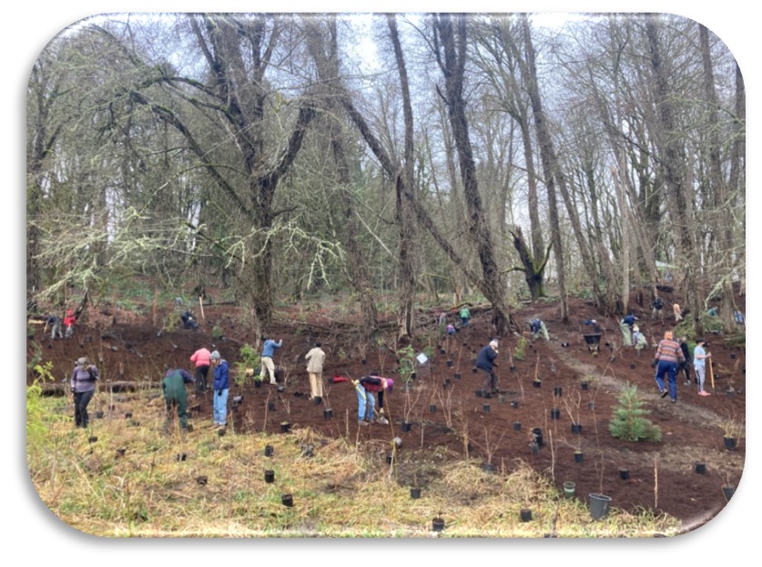 olyecosystems's tweet photo. Winter Work Party in the West Bay Woods - https://t.co/K4KEVtikib https://t.co/fDbfxZP4Wi